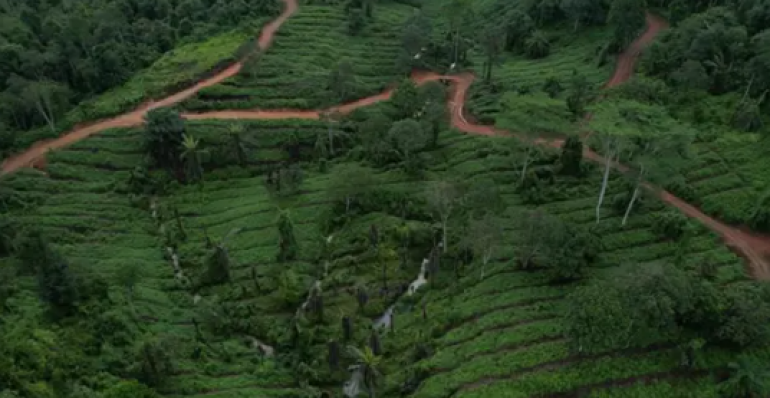WWF-Malaysia achieves ecosystem restoration certification for Mount Wullersdorf initiative 