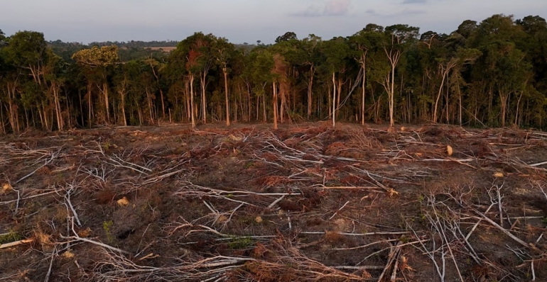 EU to delay anti-deforestation law by another year