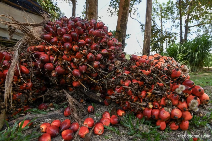 Johari: Malaysian palm oil on track for 'low-risk' classification 