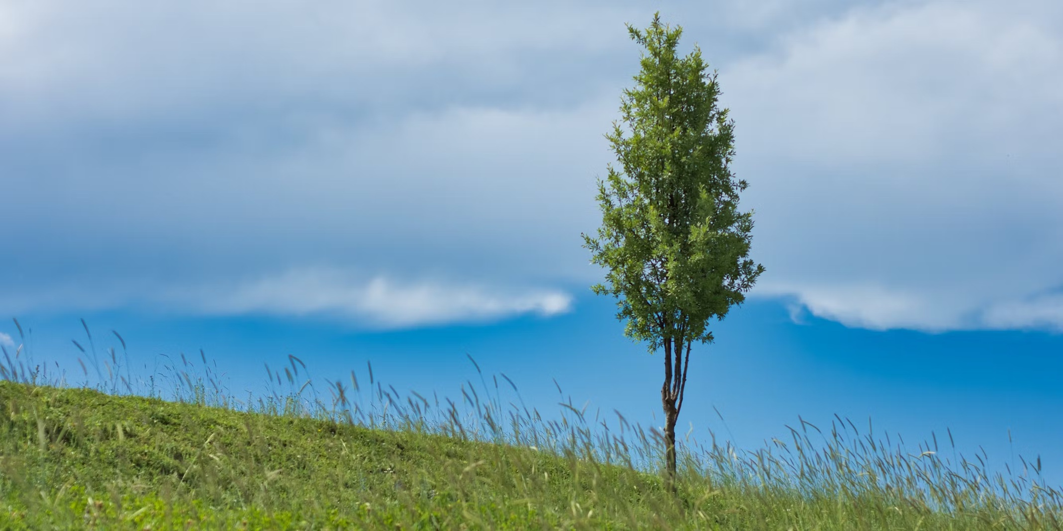 Trees alone won't save us: new study says forestation has less potential to fix the climate than hoped 