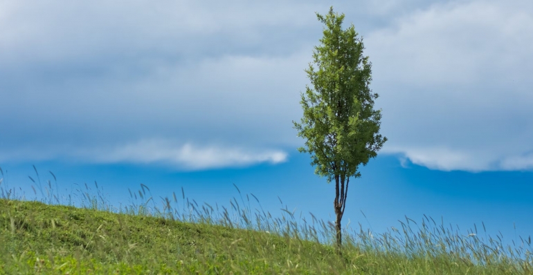 Trees alone won't save us: new study says forestation has less potential to fix the climate than hoped 